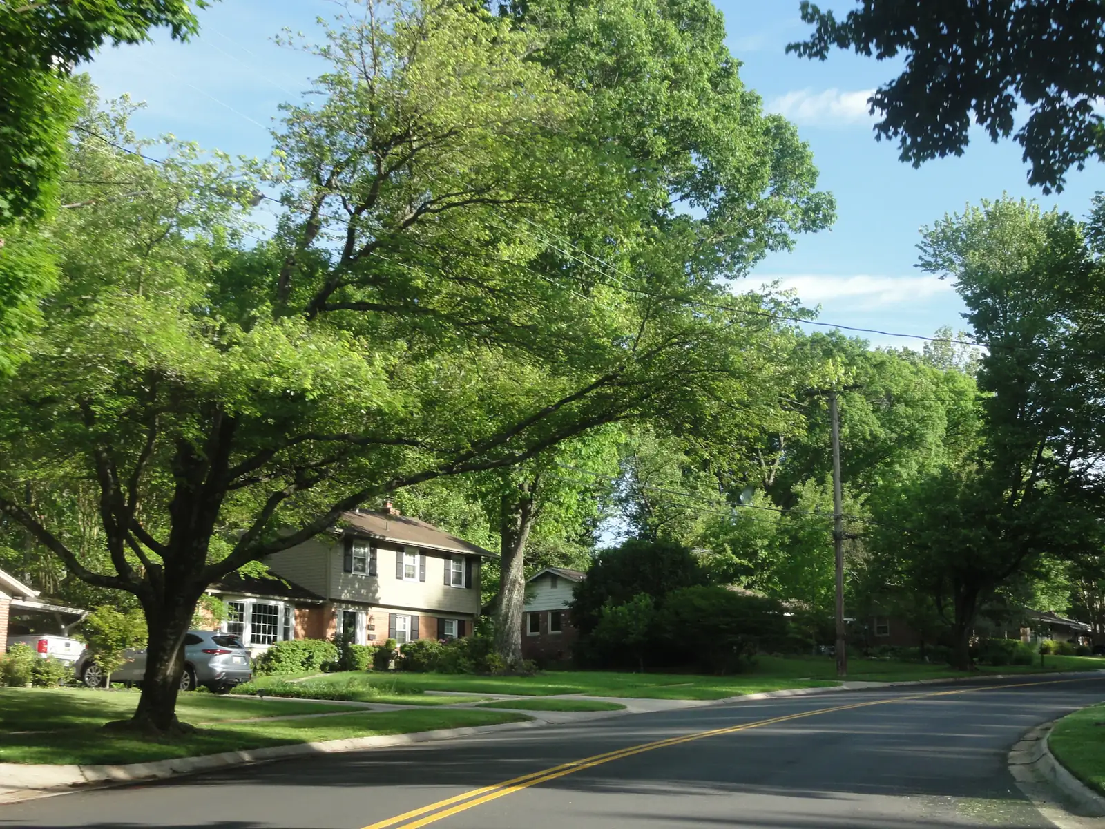 Strada residenziale alberata